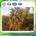 100% Natural 2015 Qinghai Organic Goji Berry